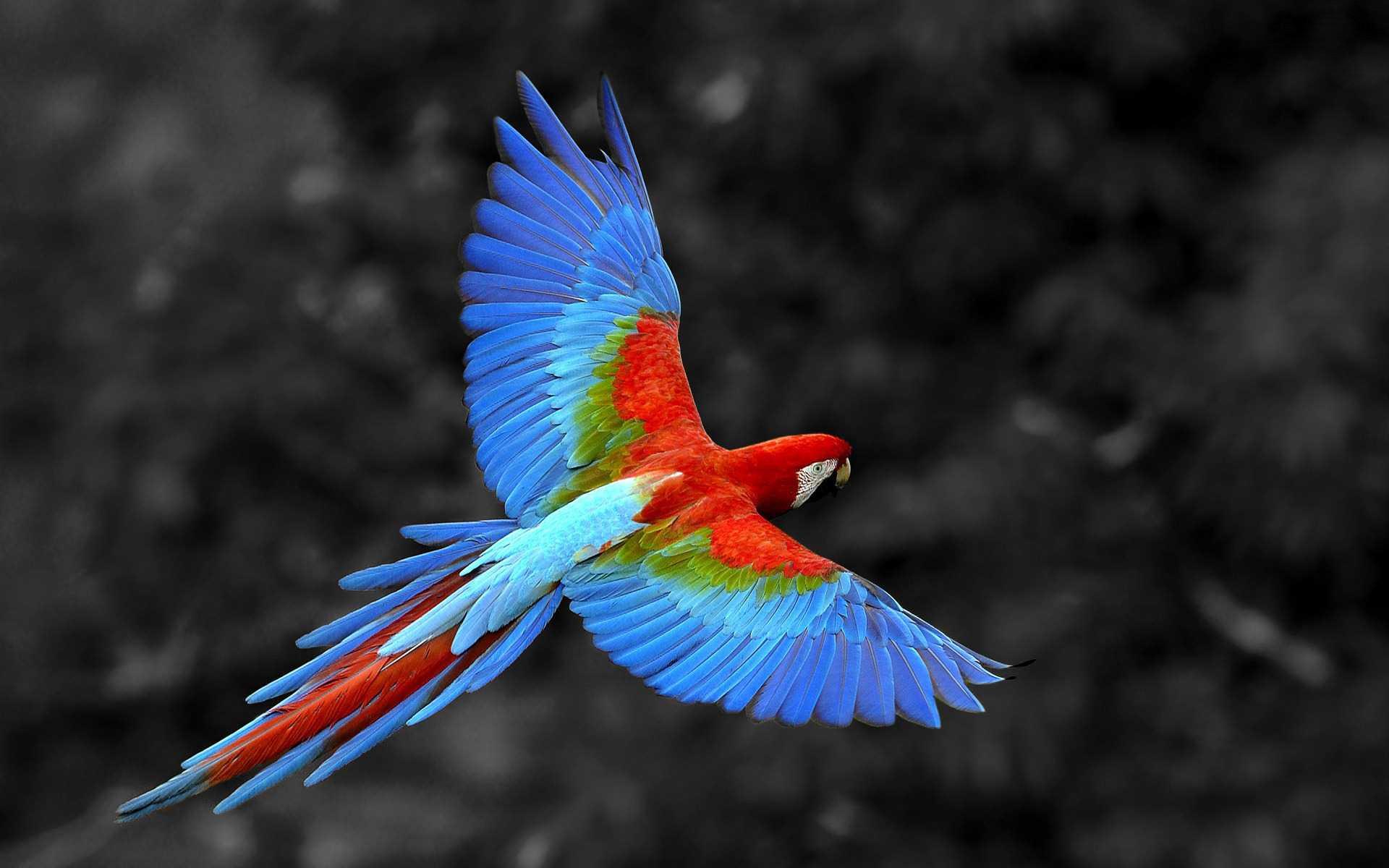 Scarlet Macaw Bird, HD Birds, 4k Wallpaper, Image, Background