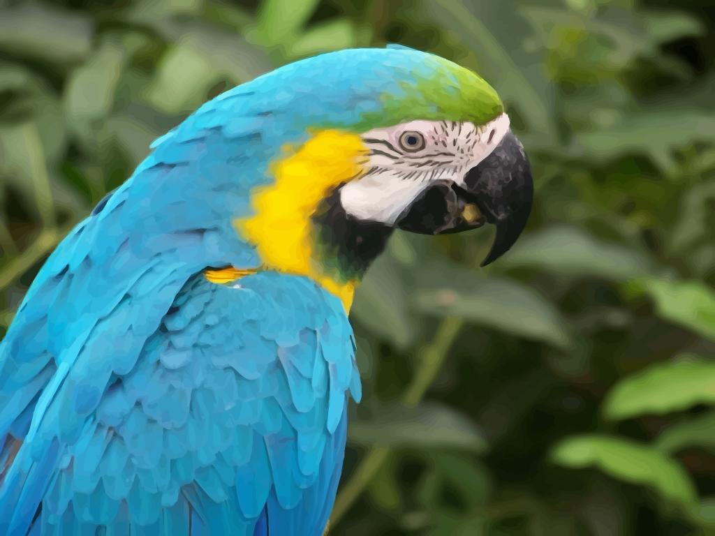 Macaw Parrot Wallpaper Vector Art & Graphics