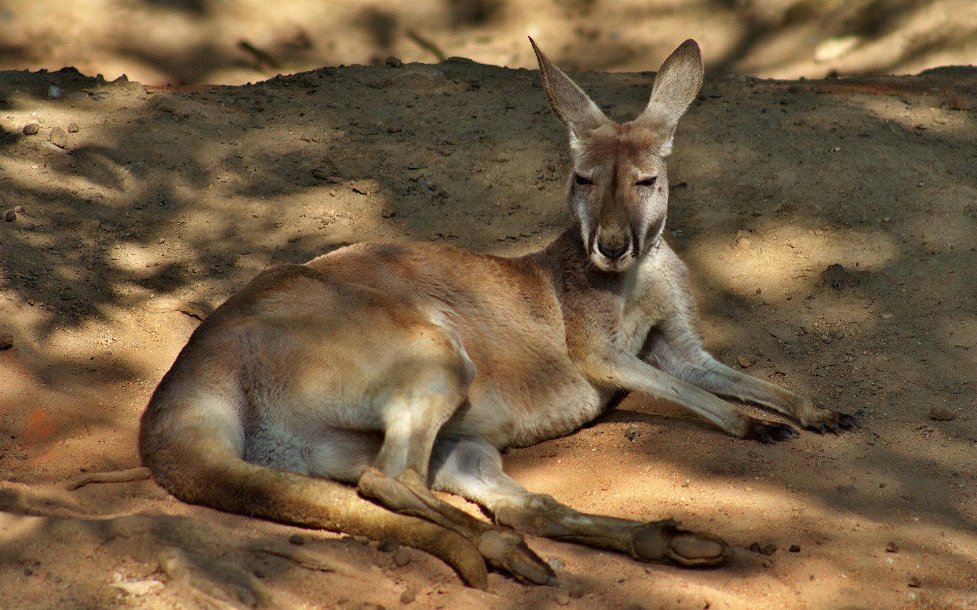 Kangaroo HD Wallpaper