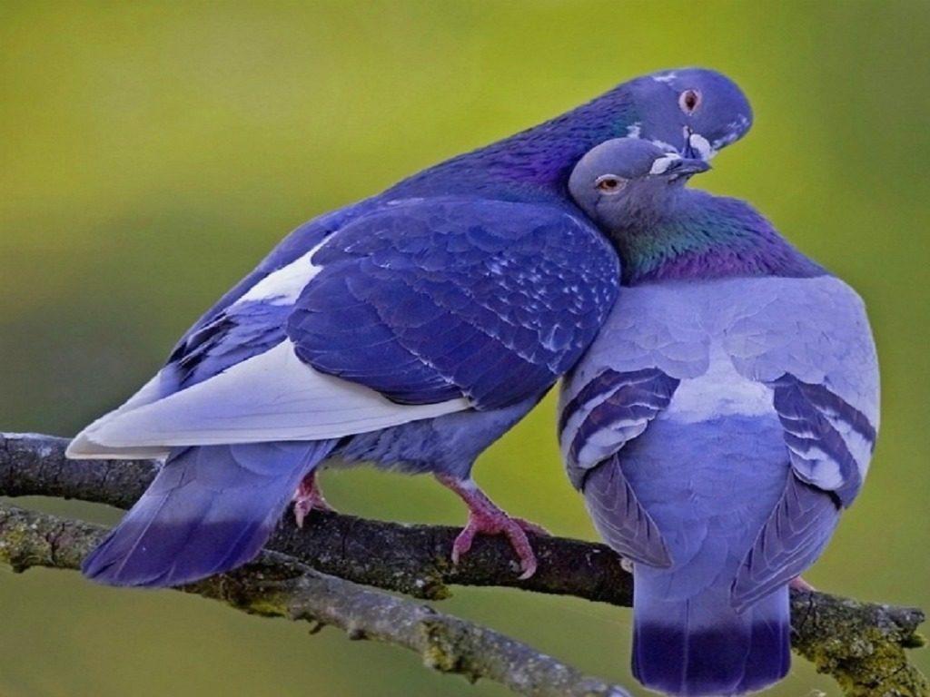Pigeon Colorful HD Image Wallpaper Photo