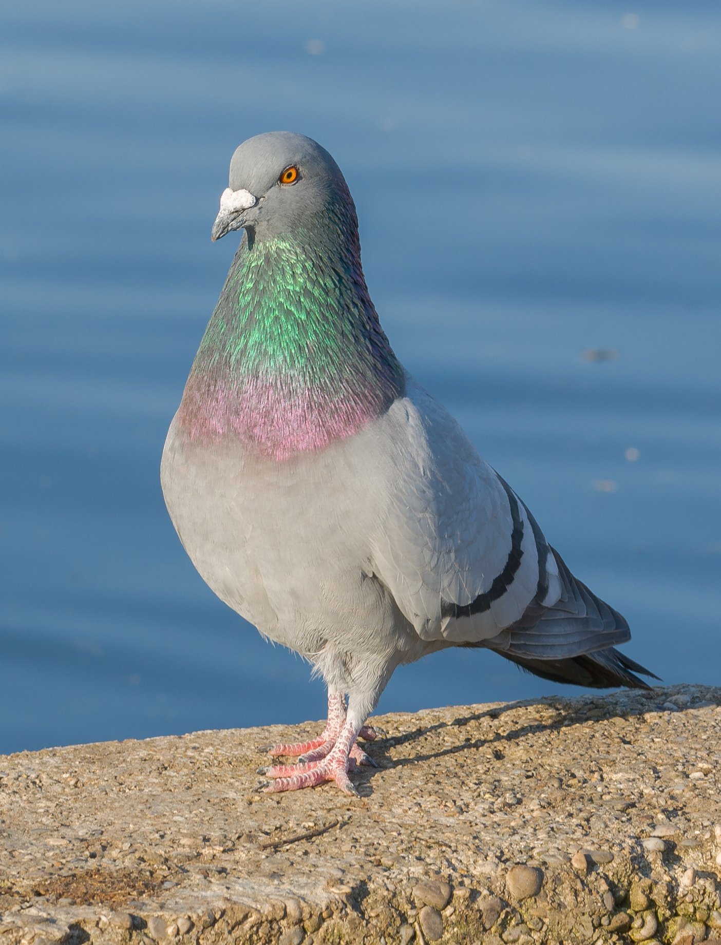 Rock Dove Bird (Pigeon) Photo, HD Image Free Download