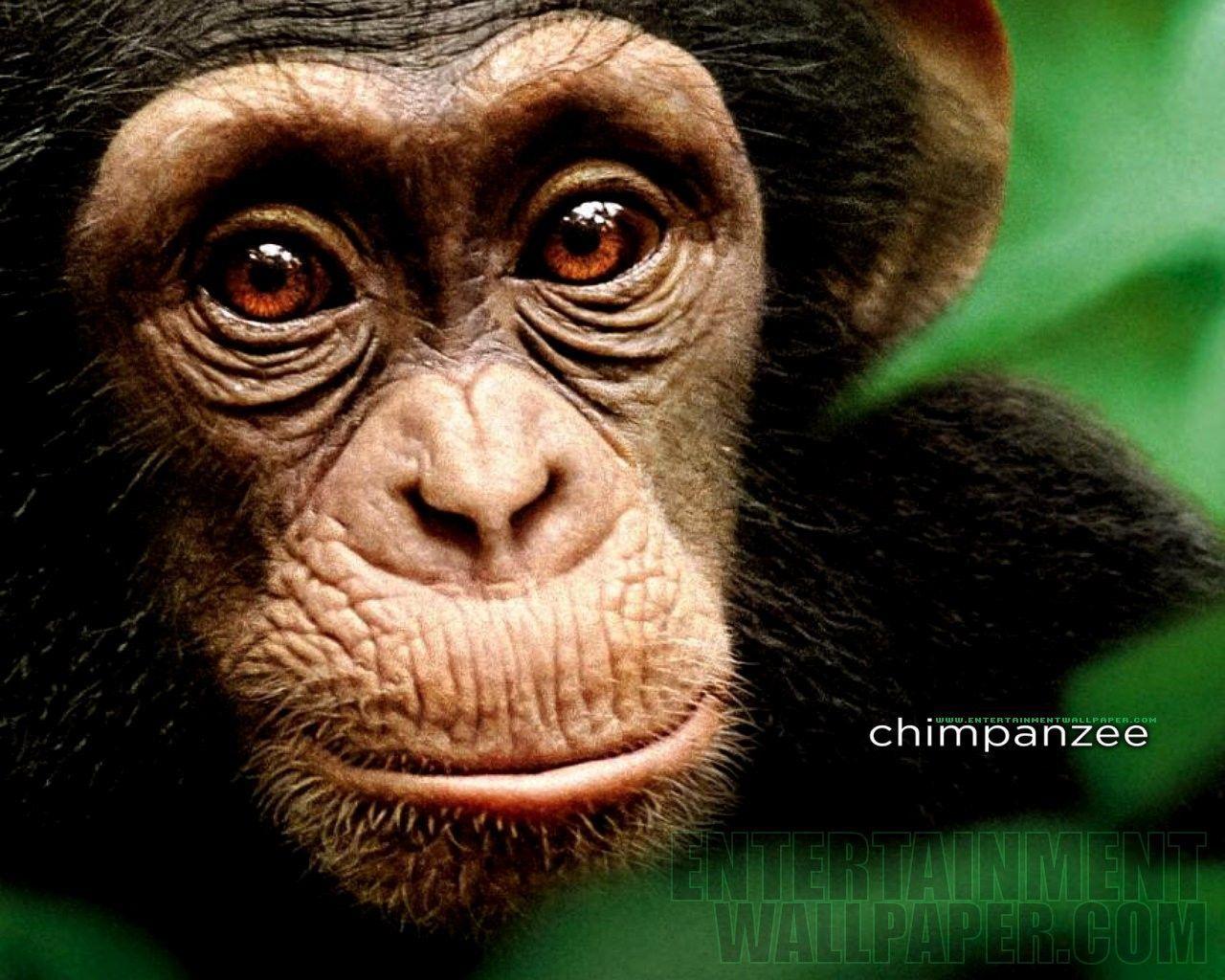 Chimpanzee Wallpaper 23 X 1024