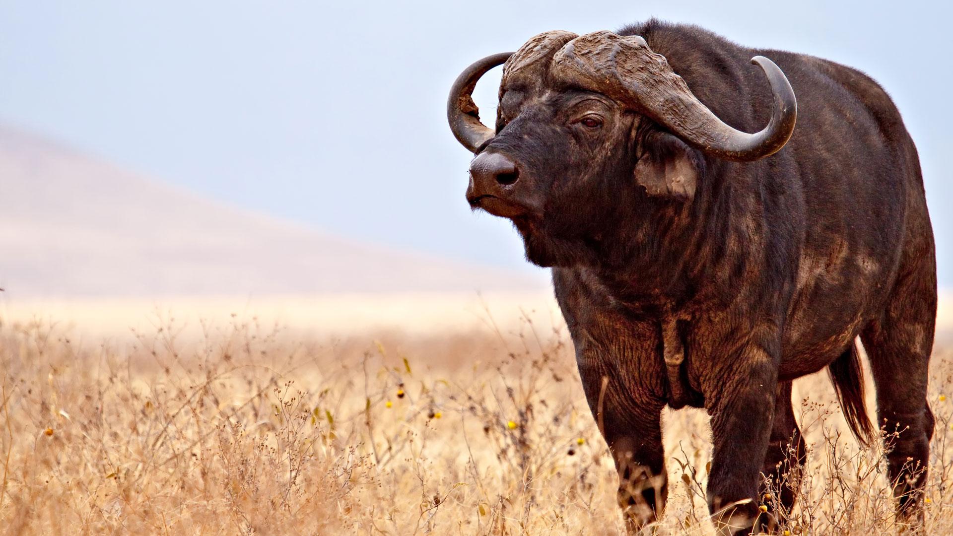 African Buffalo Wallpaper 4 X 1080