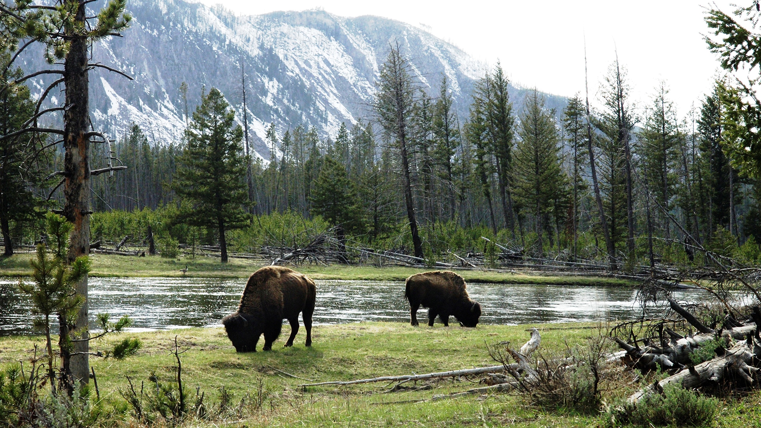 Wallpaper American buffalo Nature Mountains Forests Grass 2560x1440