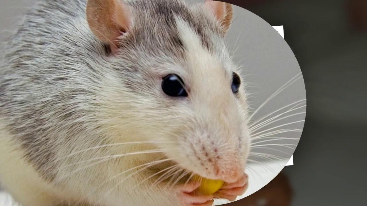 Rat Wallpaper Slideshow