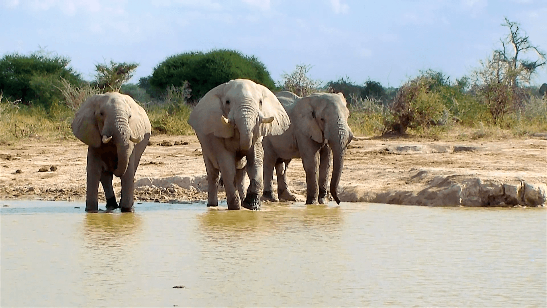 Elephant entering waterhole on a sunny day. Nxai Pan National Park