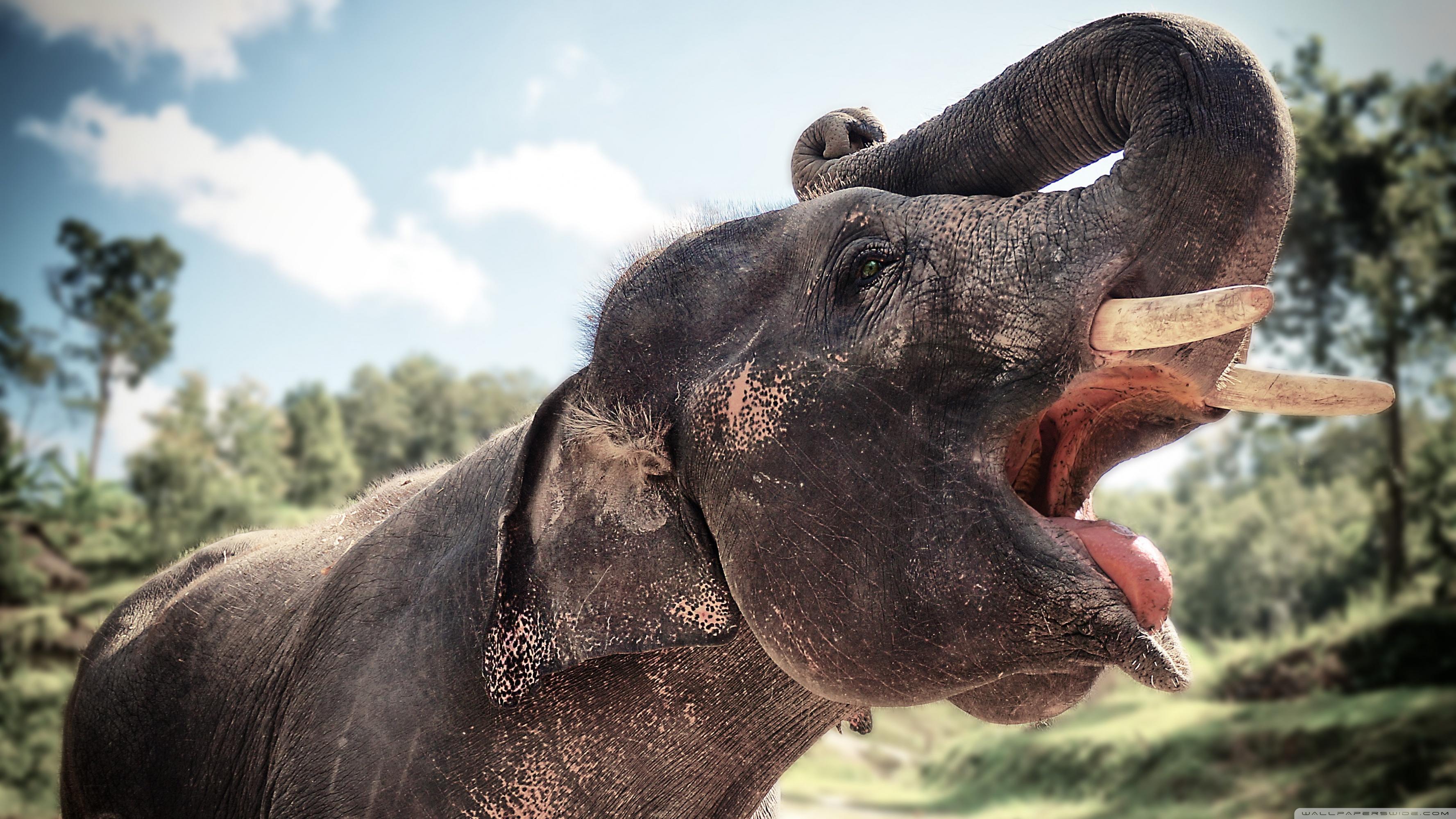 Elephant In Chiang Mai, Thailand ❤ 4K HD Desktop Wallpaper for 4K