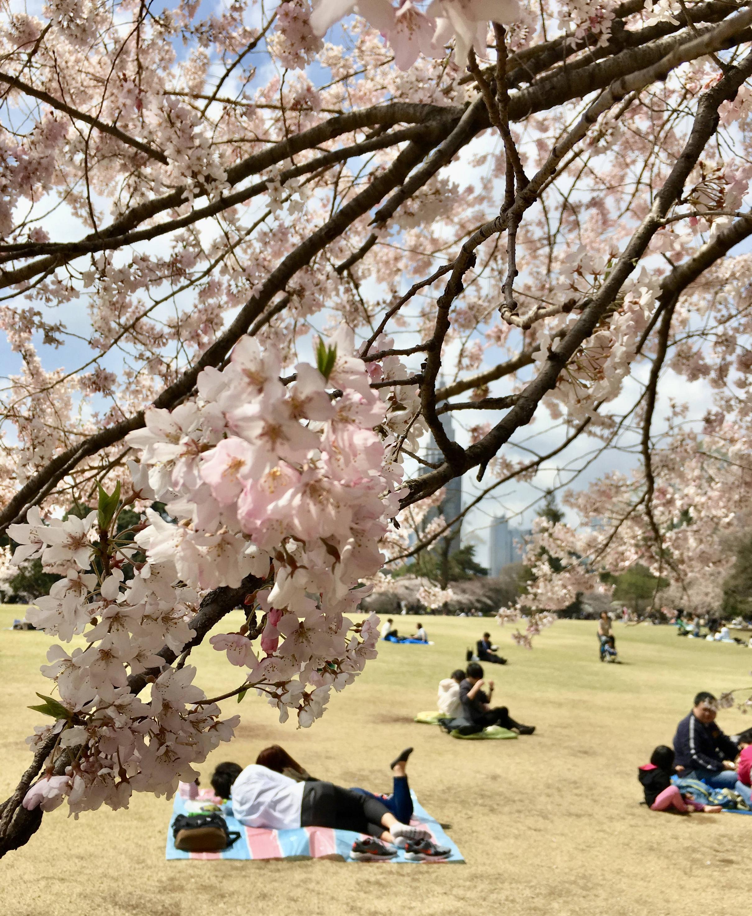 Cherry Blossom Viewing at Shinjuku Gyoen E