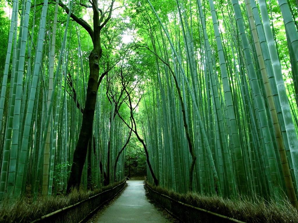 Bamboo Grove Wallpaper. Bamboo Forest Wallpaper 21 2559 X 1571 Imgnooz
