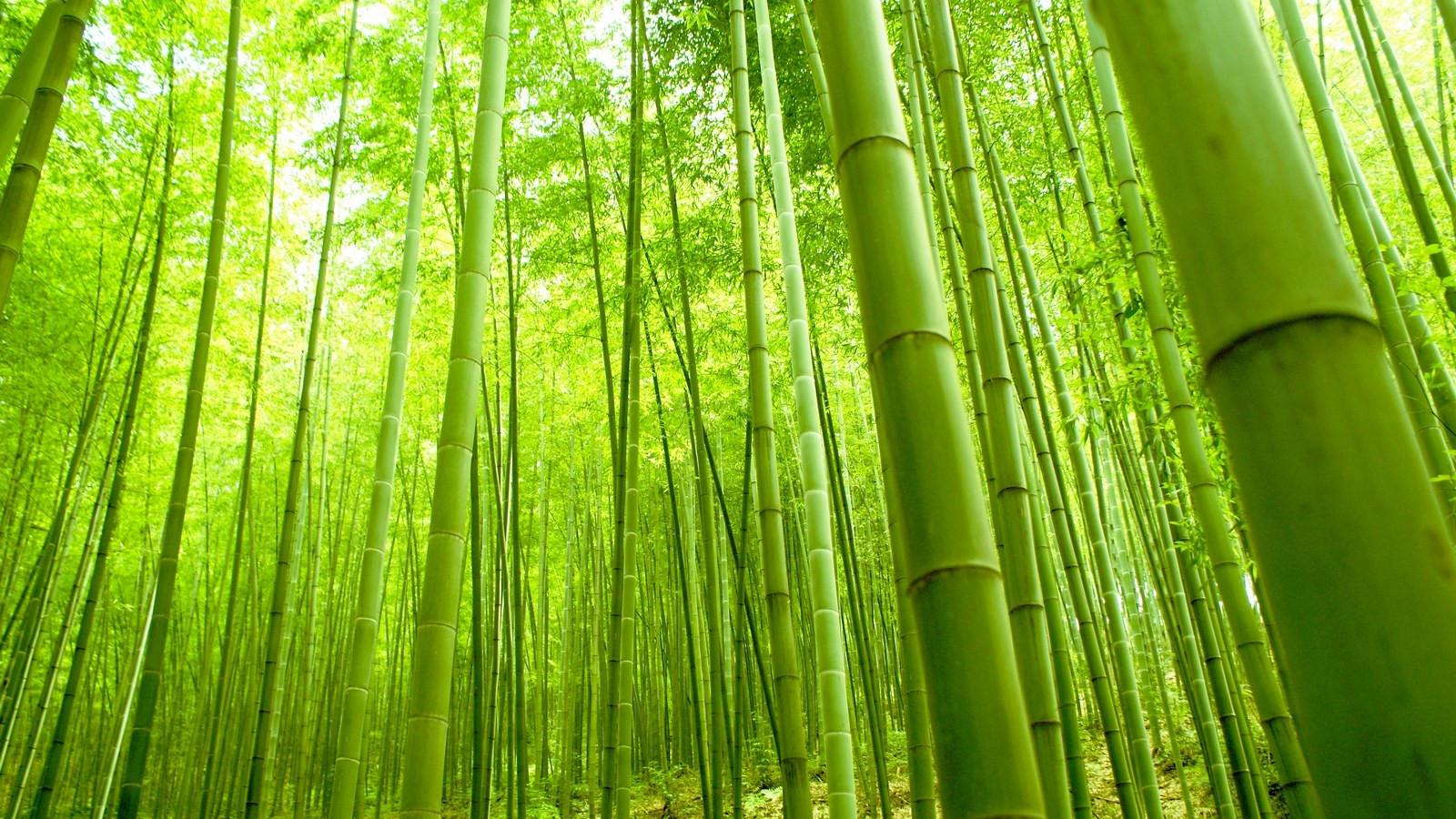 Japan Bamboo forest Wallpaper Magnificent Bamboo forest Japan Puter