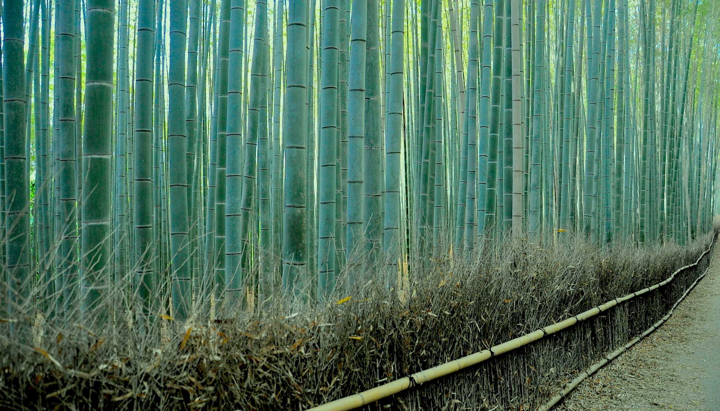 sagano bamboo forest in kyoto one of world's prettiest groves cnn