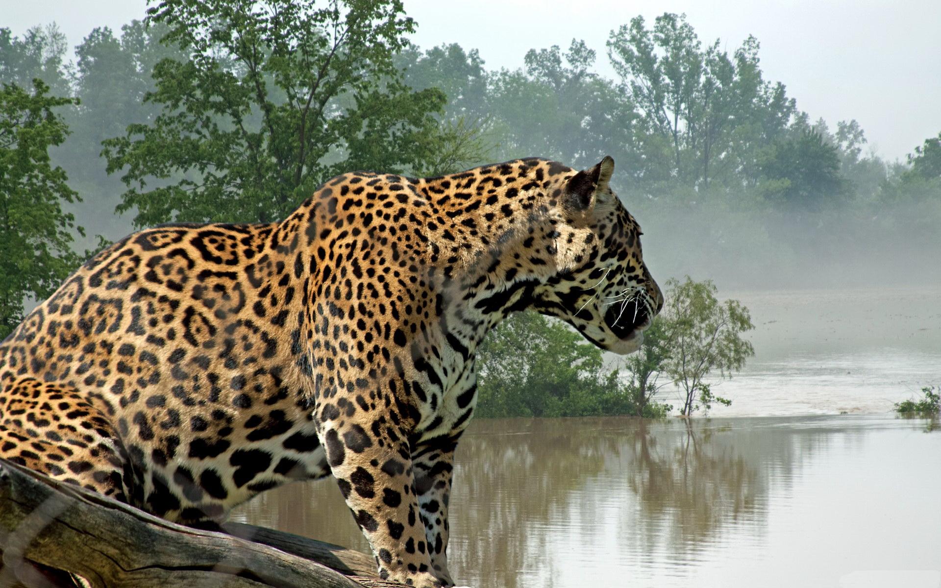 Jaguar HD Wallpaper