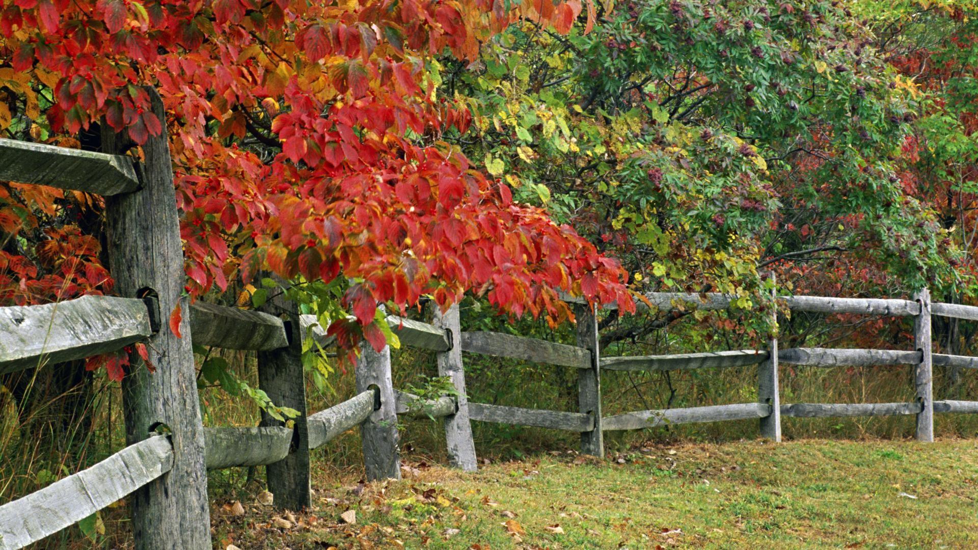 Autumn, park, indiana, state, county, brown, fence, wallpaper