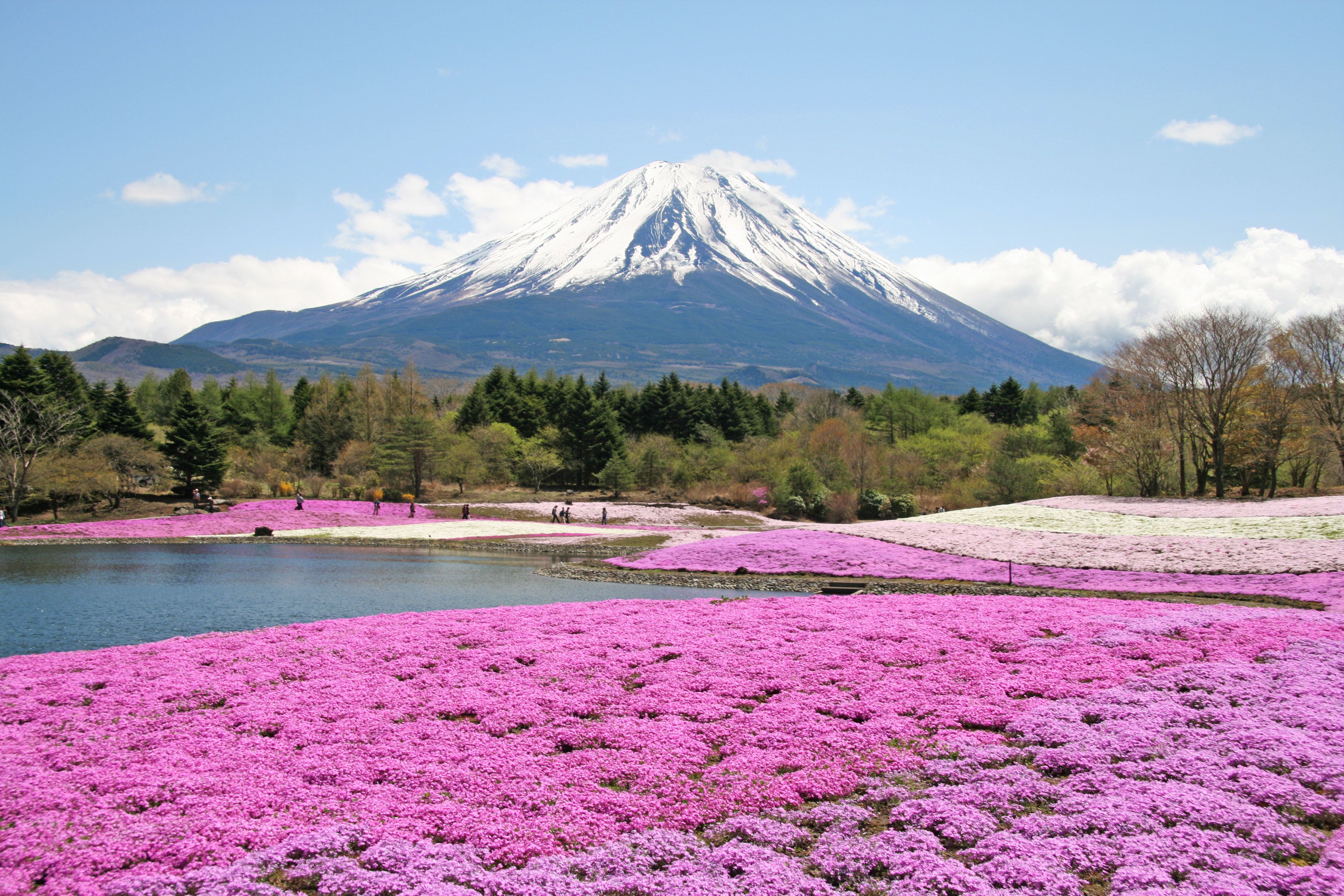 Gorgeous Fields of Flowers Worth Traveling to See. Wanderlust