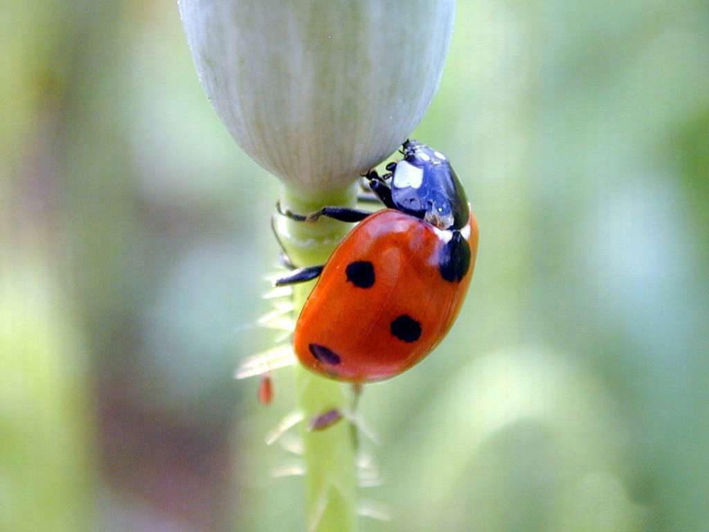 Beautiful Ladybird beetle photo