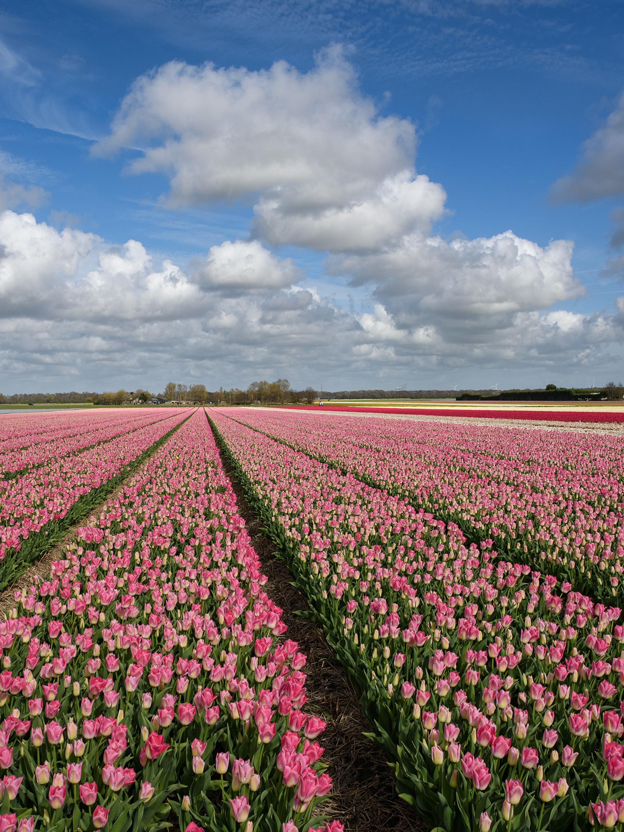 Wallpaper Tulips Sky Fields Flowers Many Clouds 2048x2732