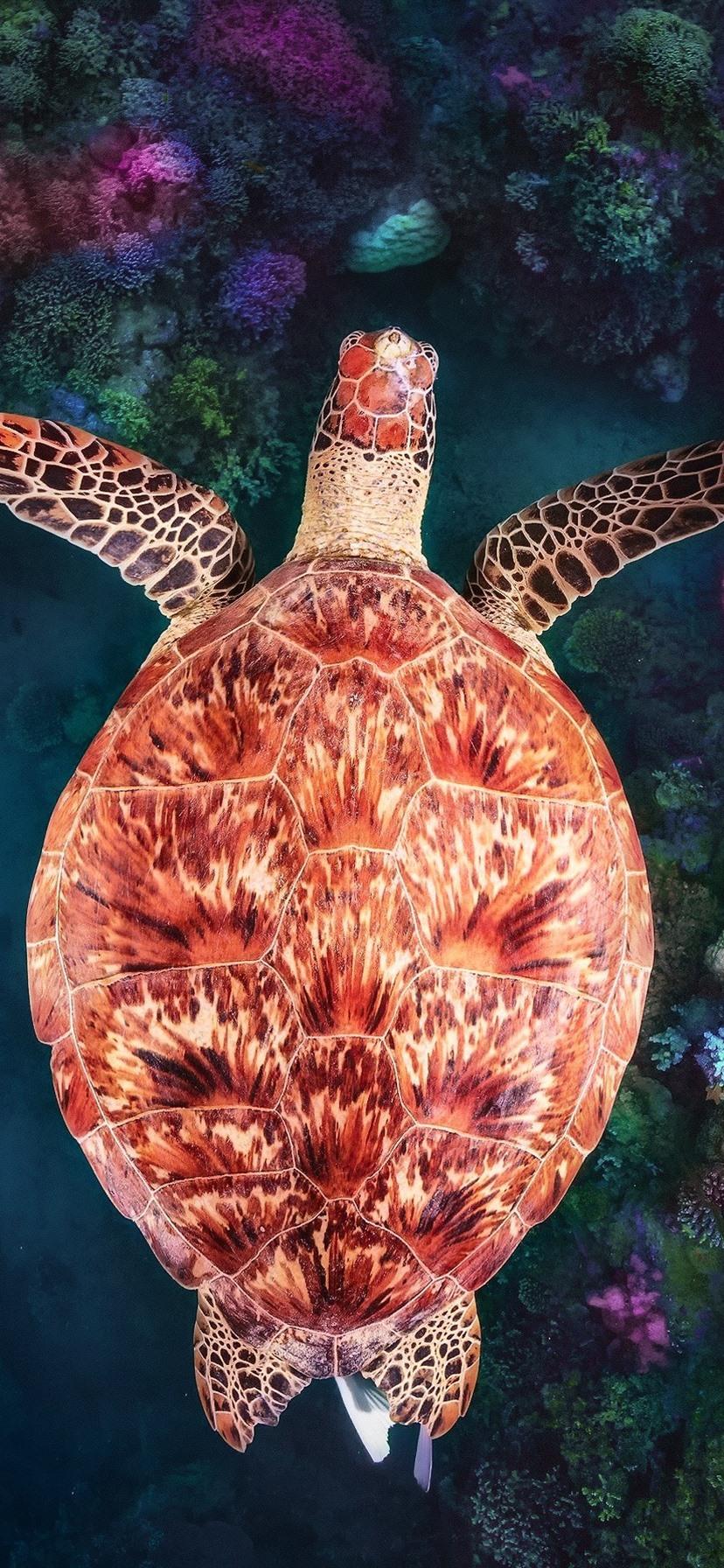 Turtle, underwater, coral reef 828x1792 iPhone XR wallpaper