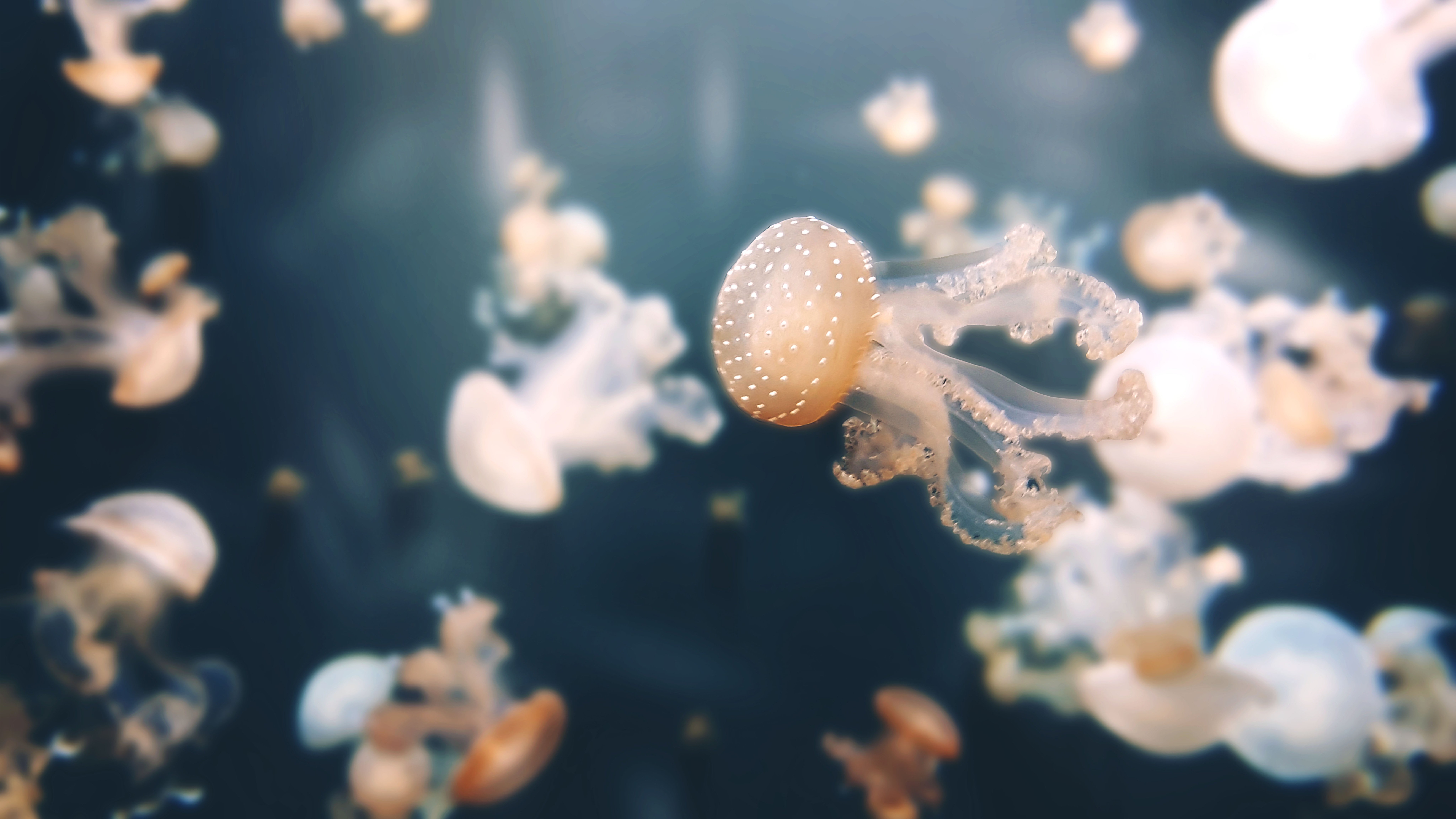 Wallpaper Jellyfishes, Underwater, Aquarium of Paris, 4K, 8K