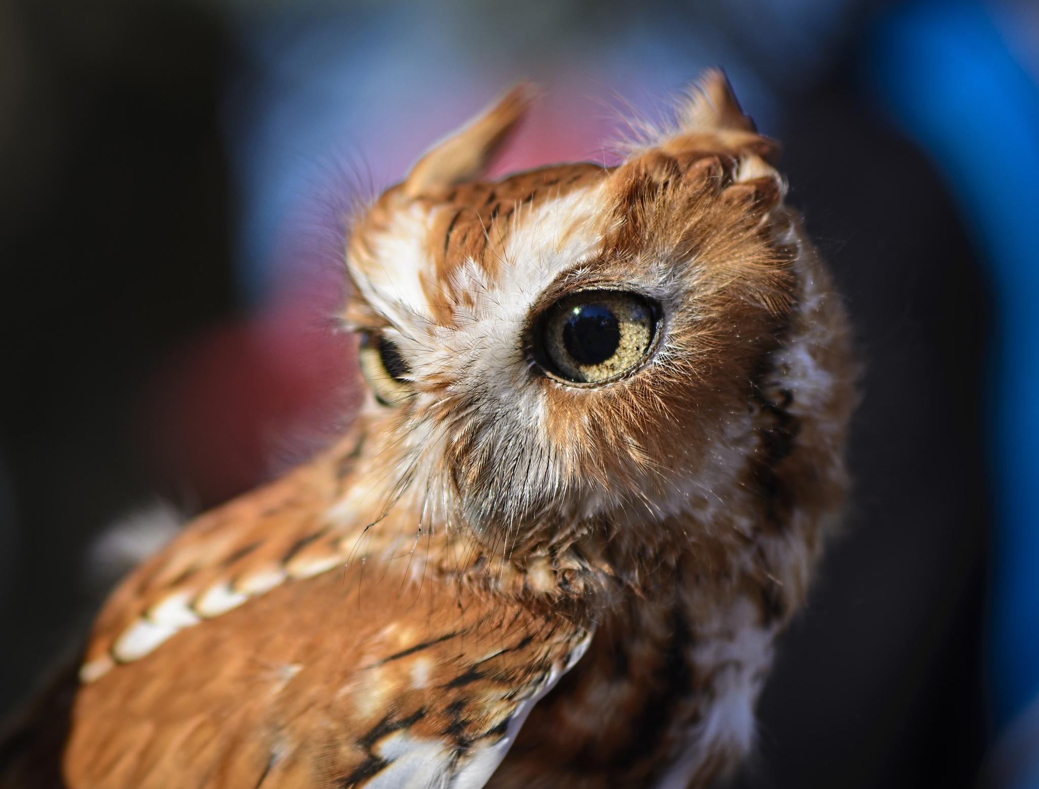 Download wallpaper 2048x1556 owl, predator, bird, eyes HD background
