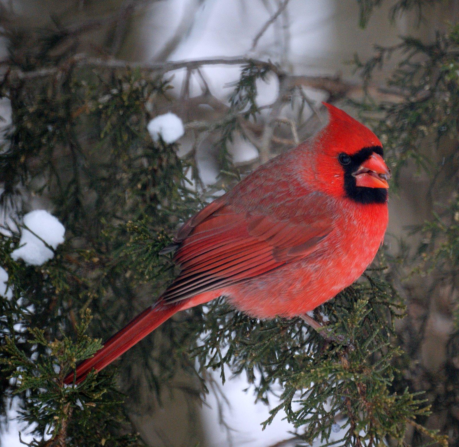 NJ Bird Photo: Birds of New Jersey: March 2009