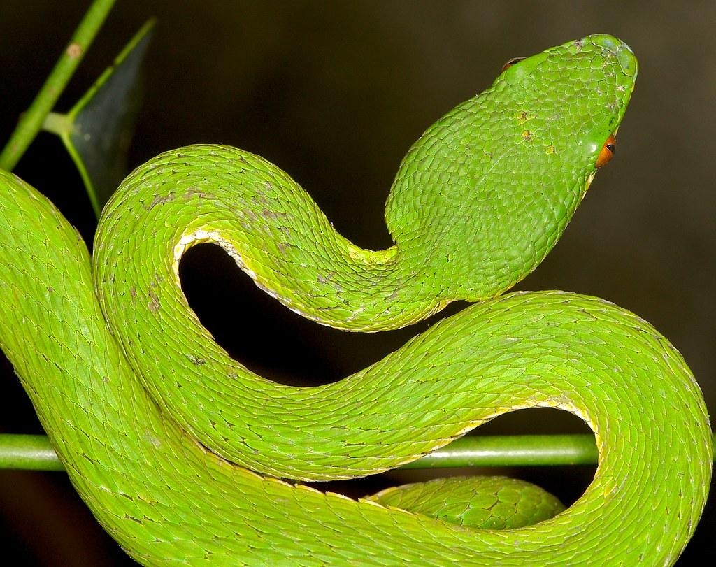 The World's newest photo of trimeresurus and yellow Hive Mind