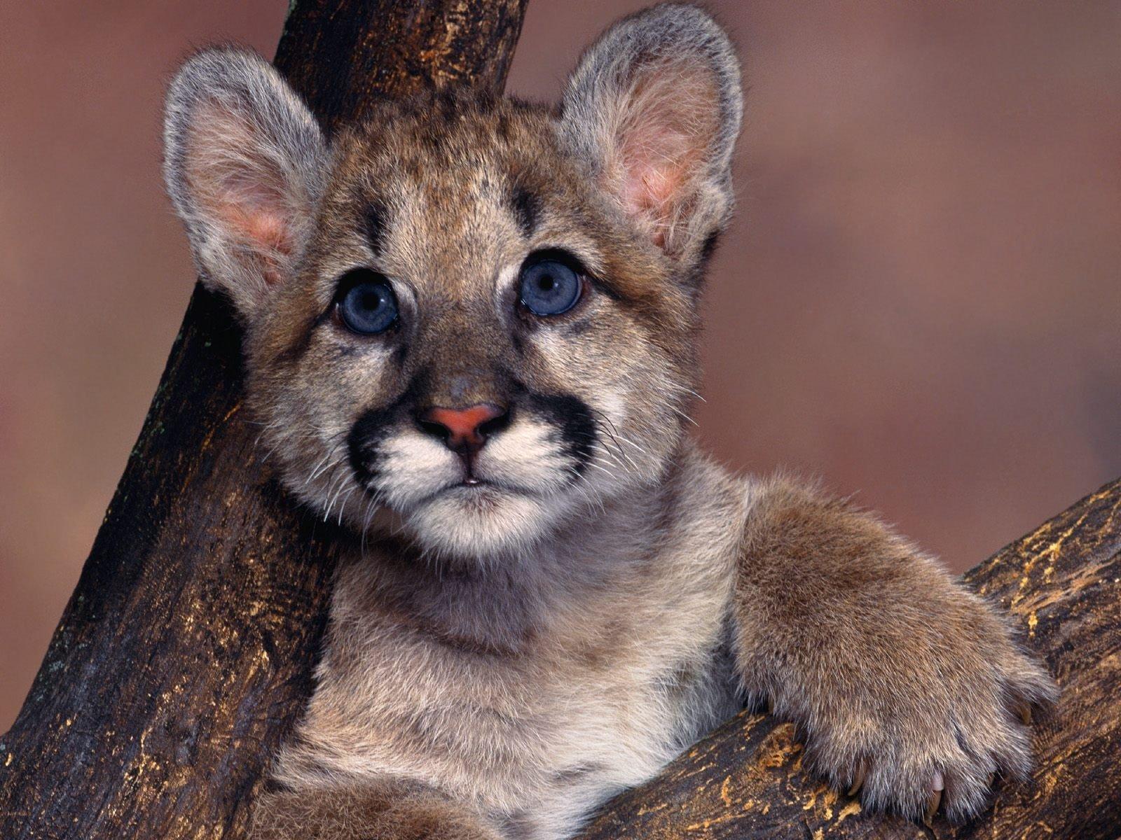 cougar, Puma, Blue, Eyes, Cute, Baby, Animal Wallpaper HD
