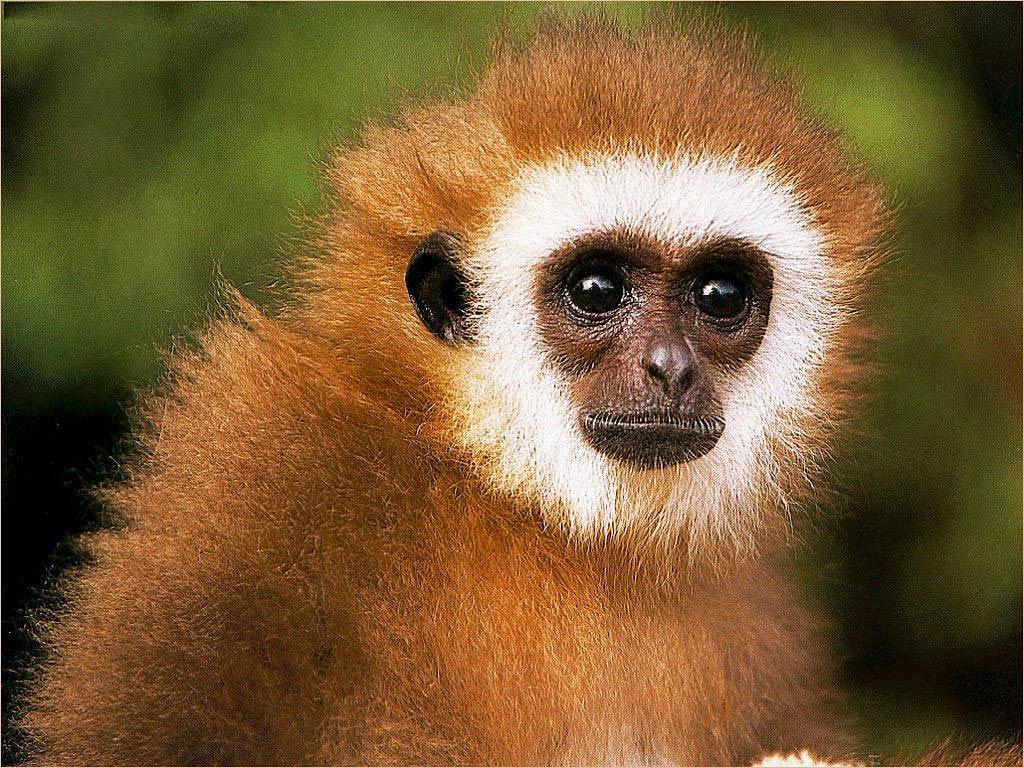 Gibbon Wallpaper