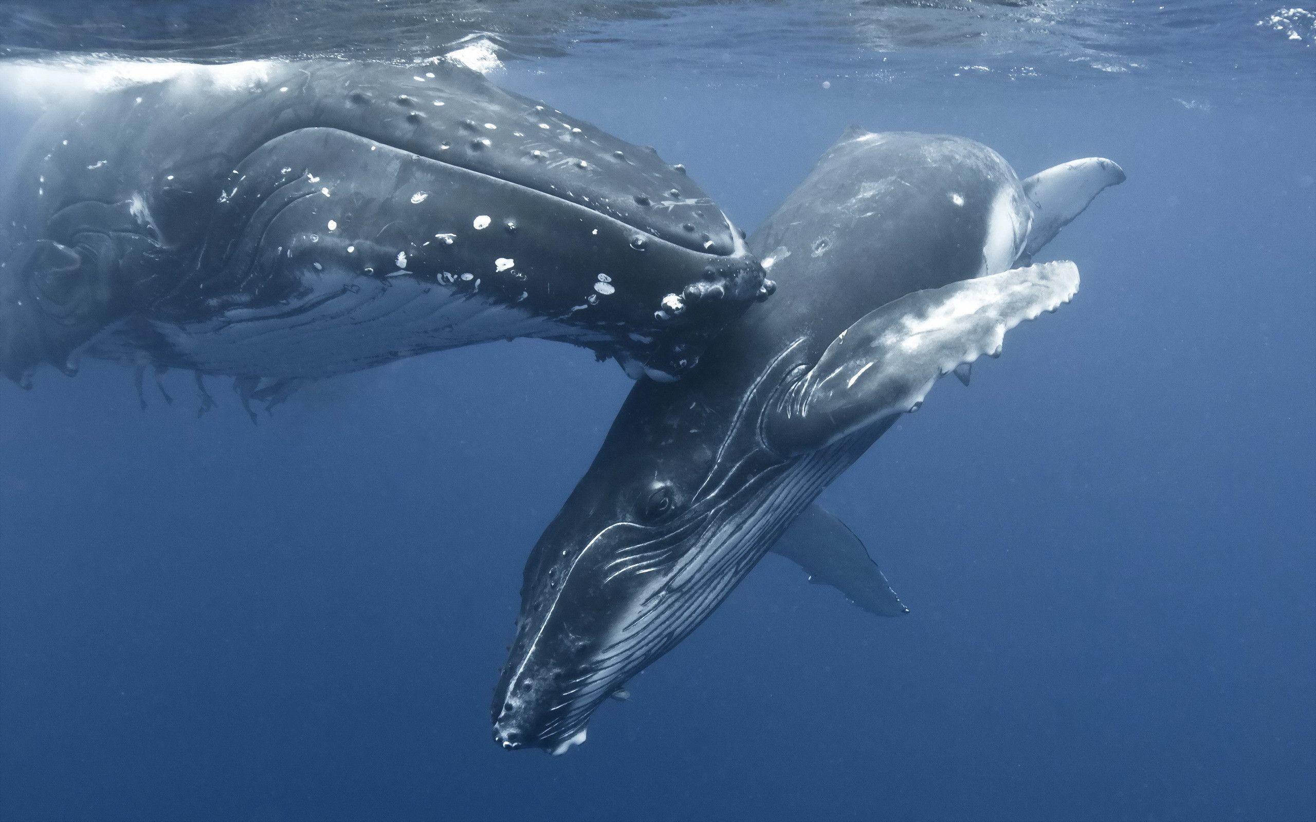 Humpback Whale Mother And Baby, HD Wallpaper & background