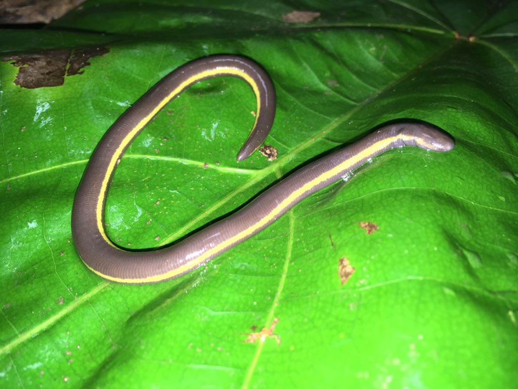 caecilian