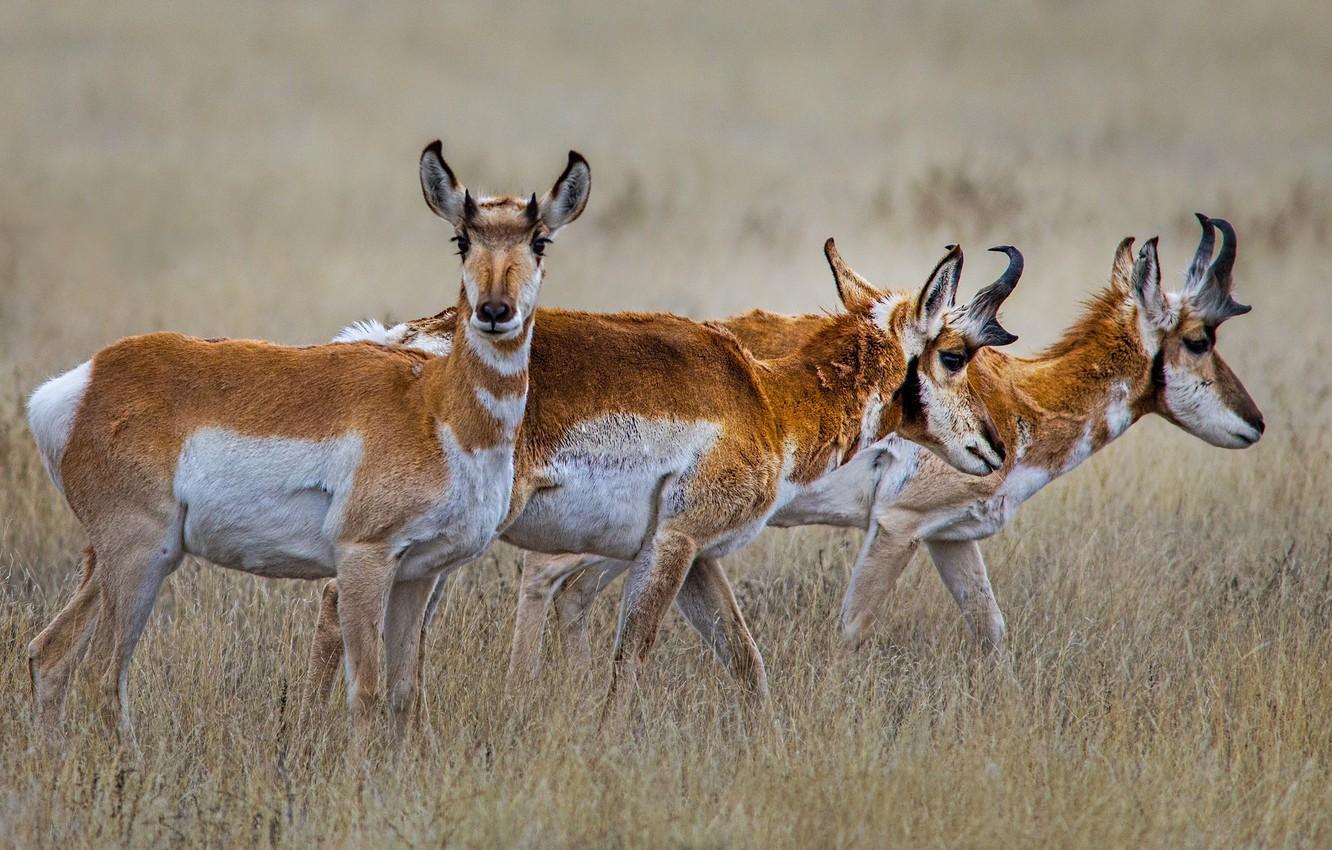Wallpaper grass, horns, the herd, antelope, pronghorn image