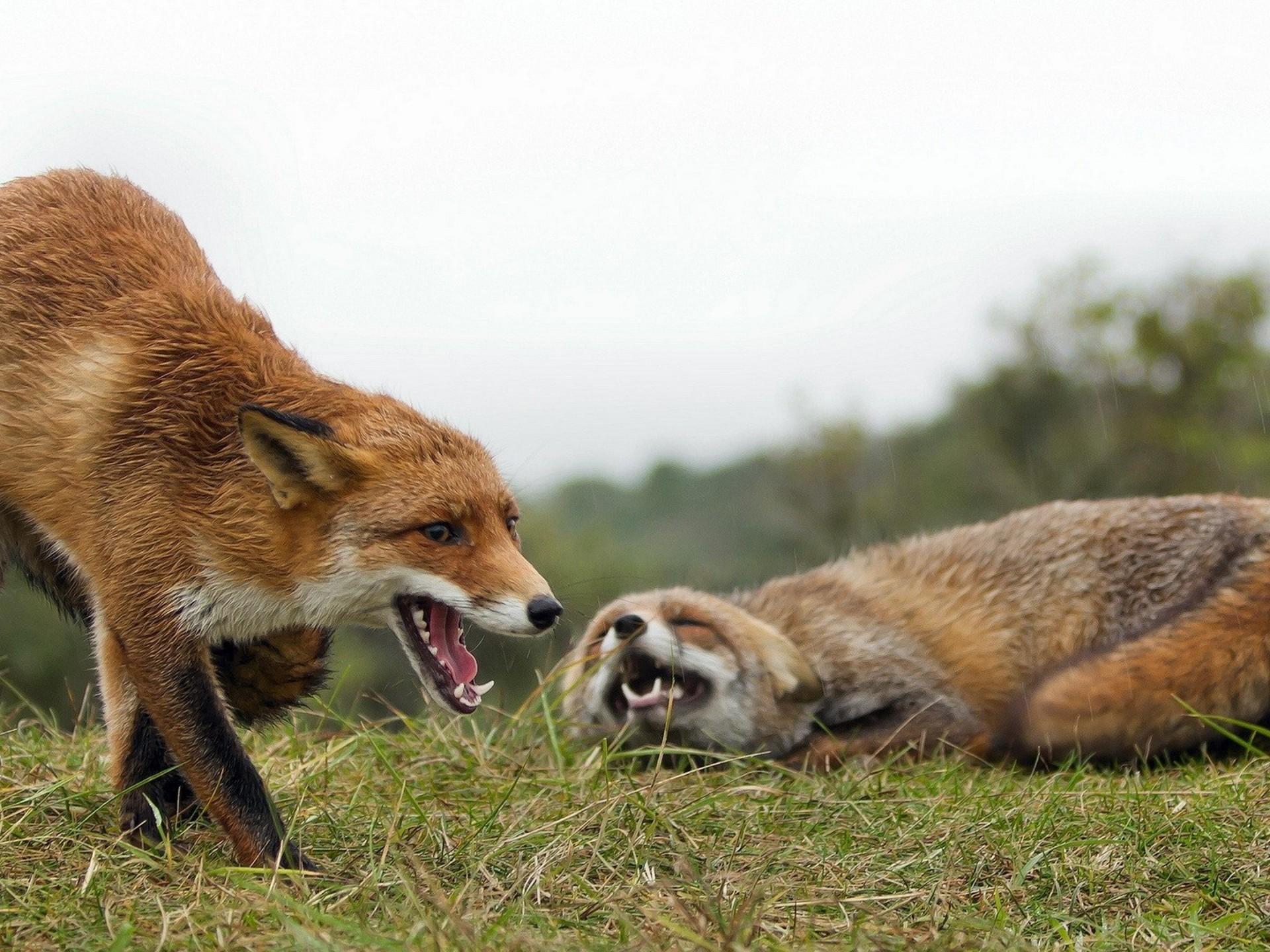 Couple Aggressive Fox Wallpaper HD, Wallpaper13.com