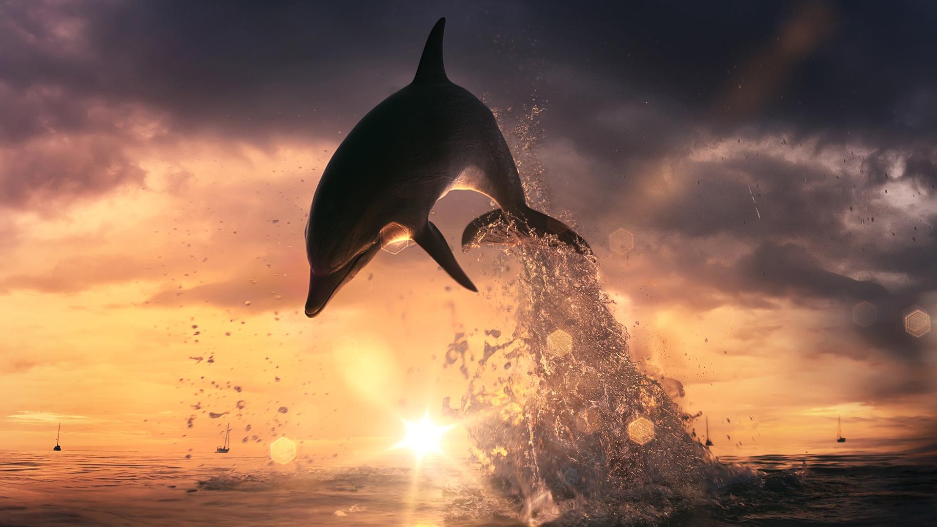 Dolphin Wallpaper, Picture, Image