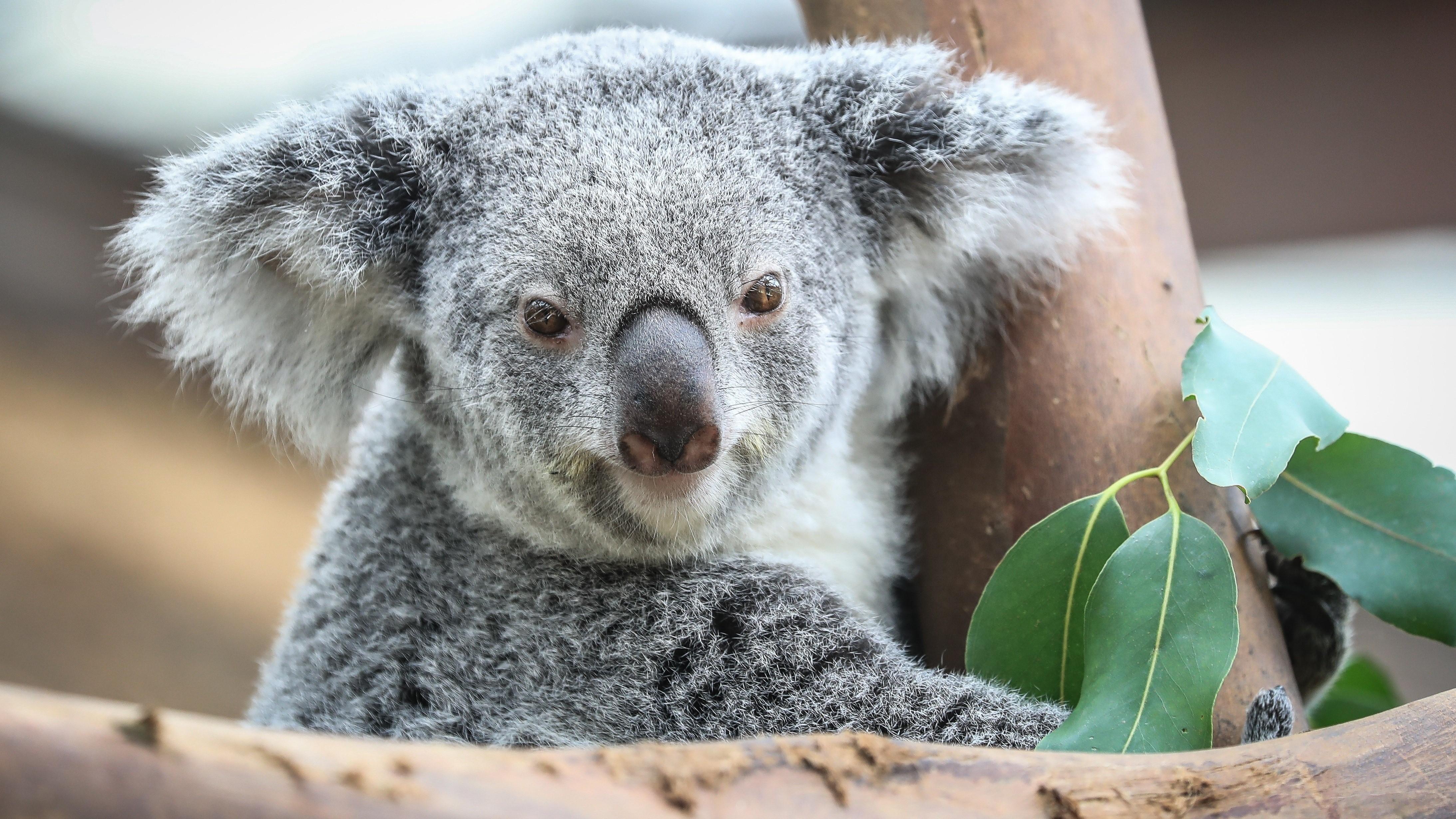 Koala, HD Wallpaper & background Download
