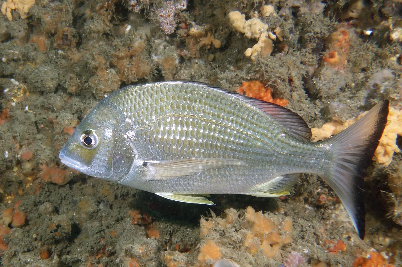 Acanthopagrus australis