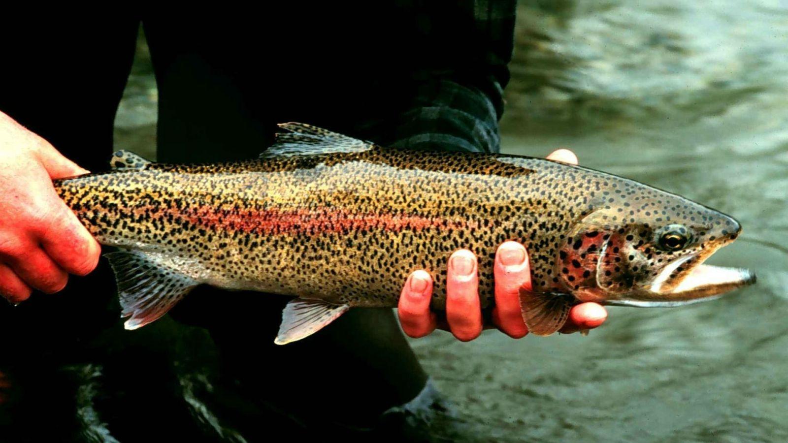 Eighty Thousand Rainbow Trout Escape