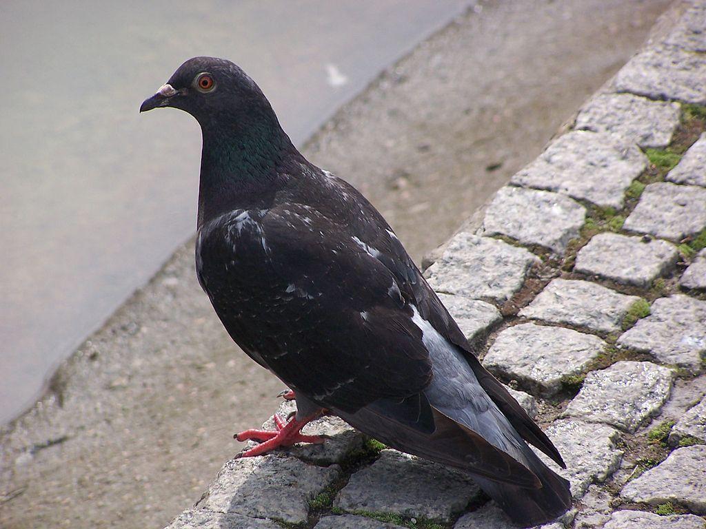 Black Imperial Pigeon. The Black Imperial Pigeon, also known