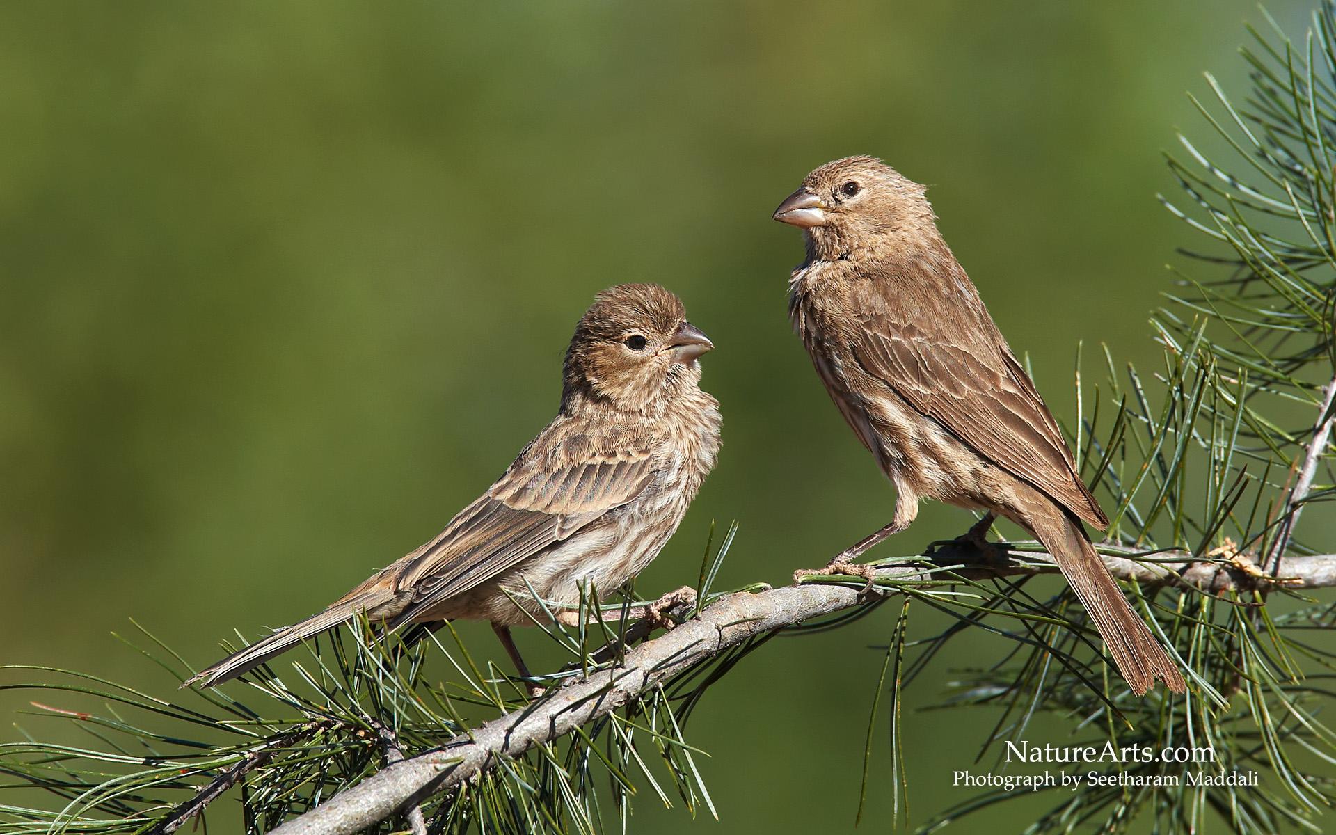 House Finch Wallpaper. Wonder