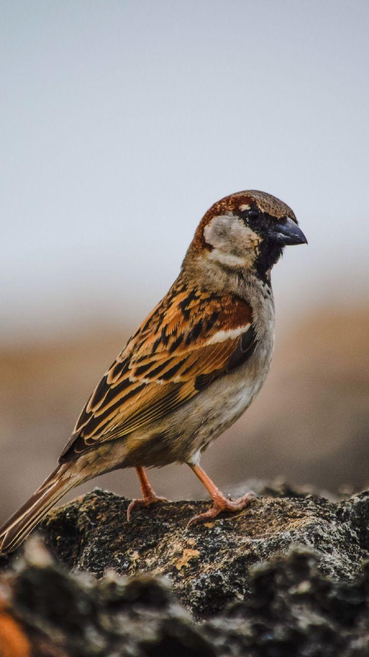 Sparrow, bird, cute, 720x1280 wallpaper. Birds, Beautiful