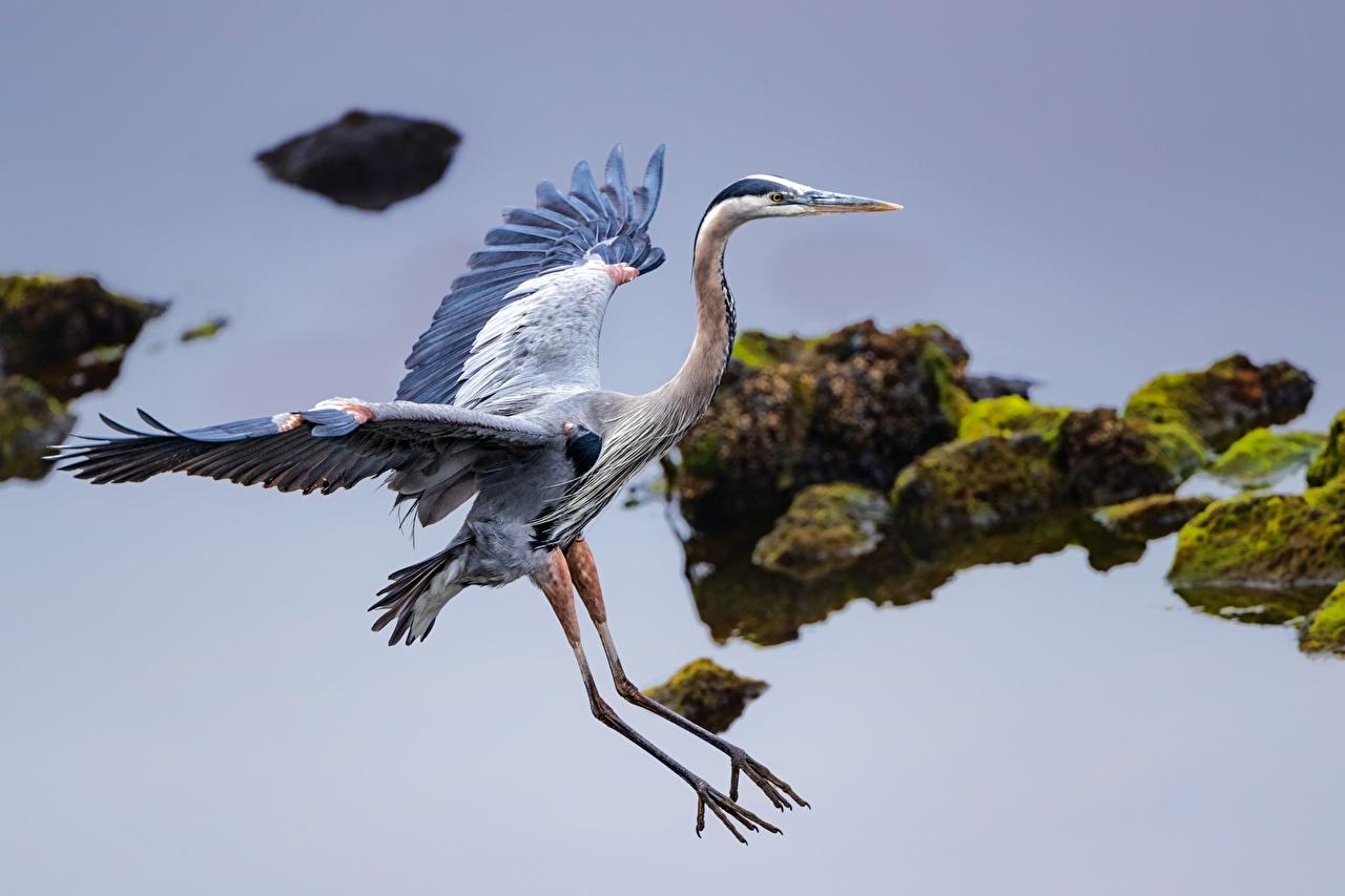 Photo Birds herons Wings Great Blue Heron Water animal