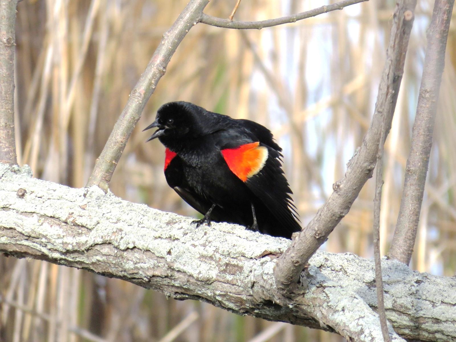 Red Winged Blackbirds Showing Off