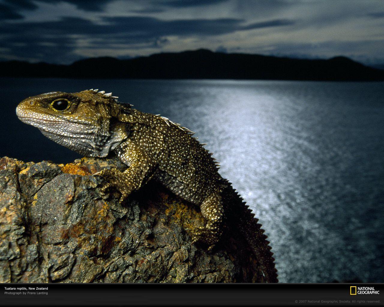 Tuatara. Animals, Animal