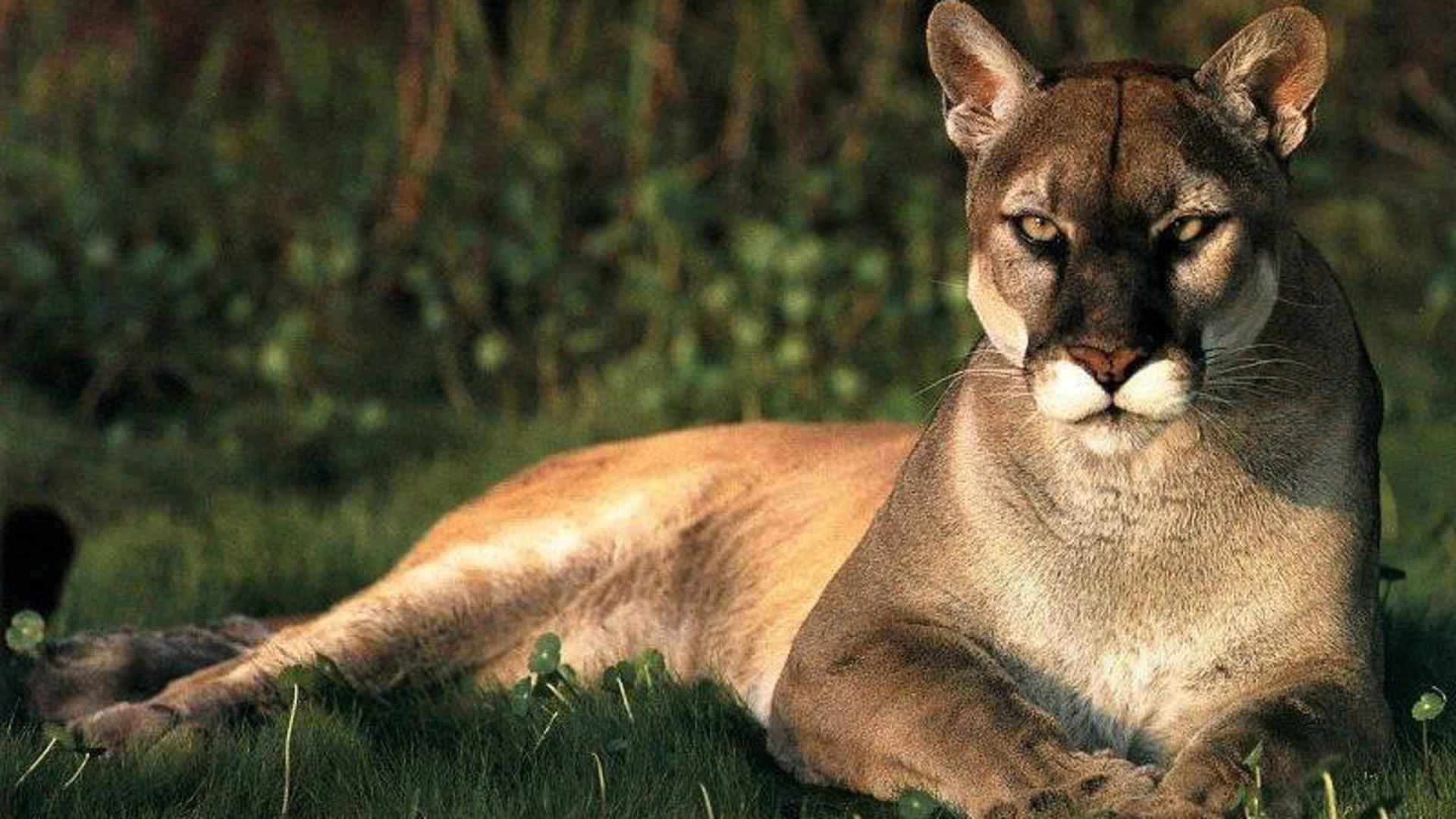 animals pumas wallpaper and background JPG 342 kB