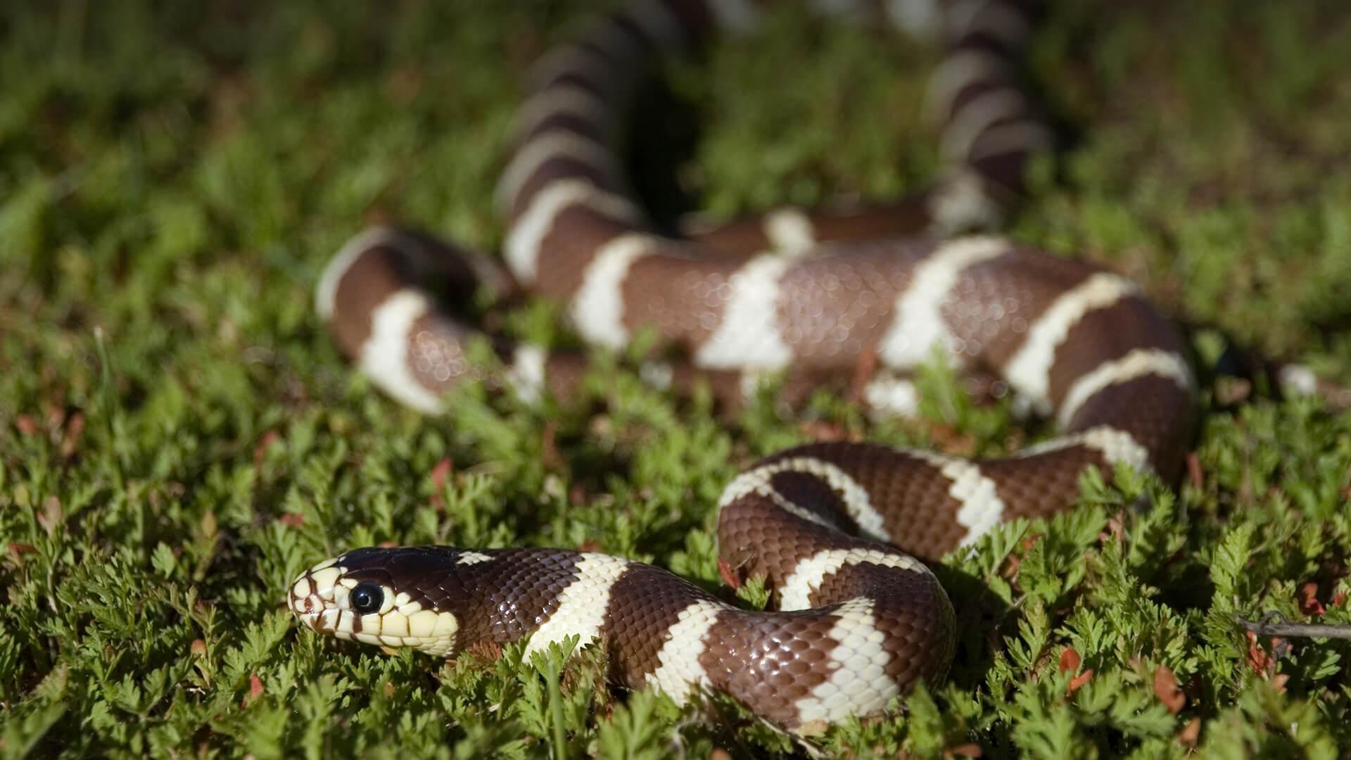 Kingsnake. San Diego Zoo Animals & Plants