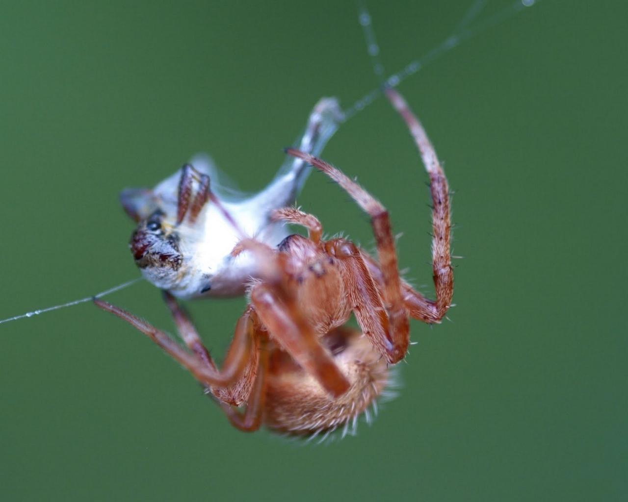 Download wallpaper 1280x1024 spider, web, mucus, production