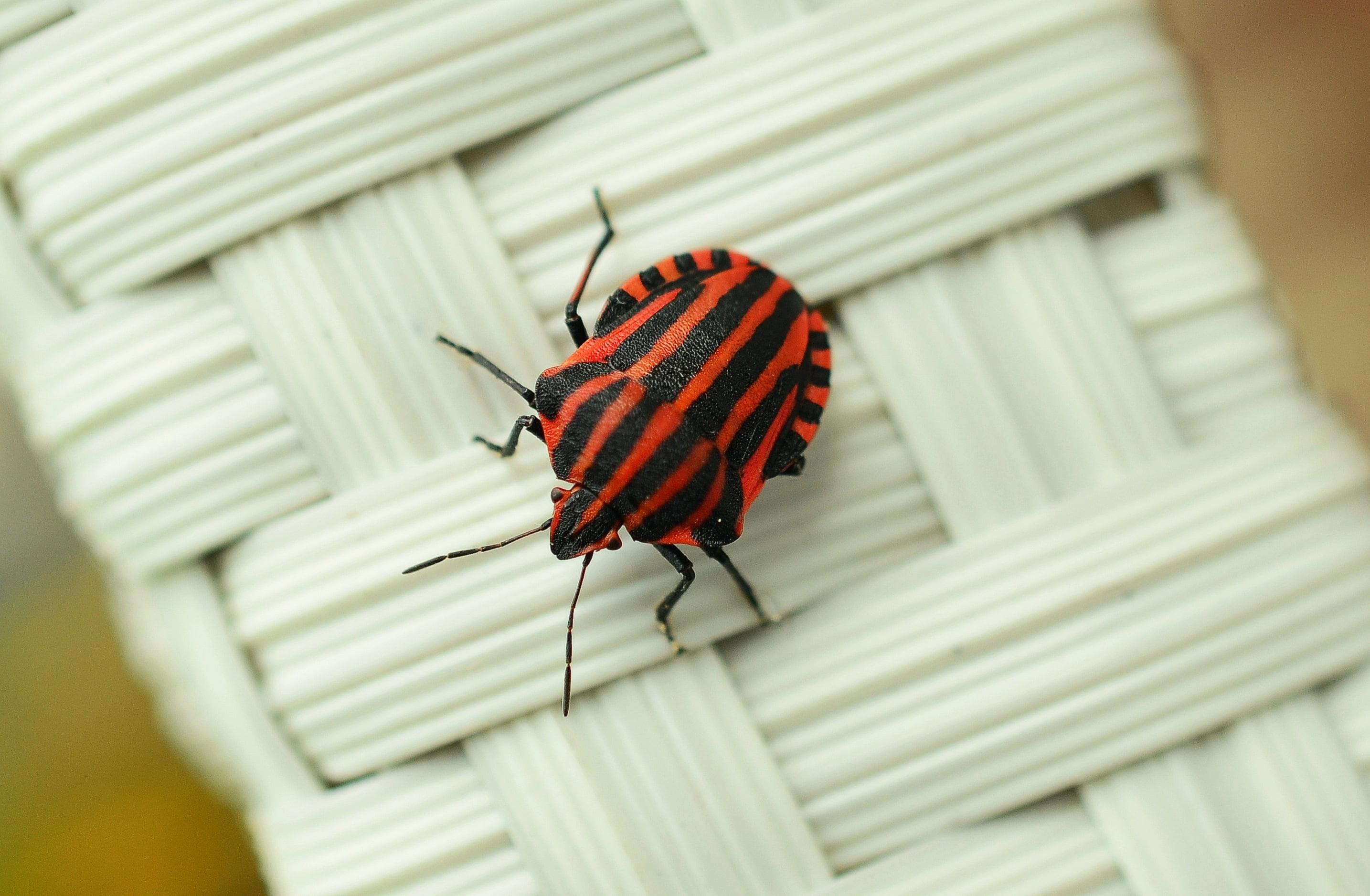 Red and black banded stink bug HD wallpaper