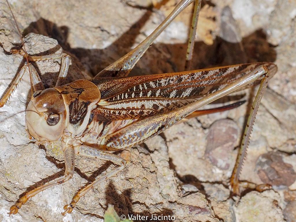 White Faced Bush Cricket (Decticus Albifrons). Location: Eu