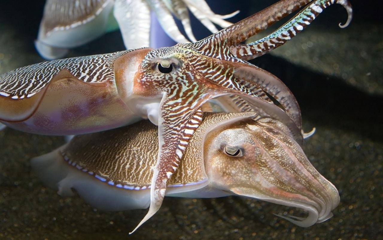 Cuttlefish wallpaper. Cuttlefish