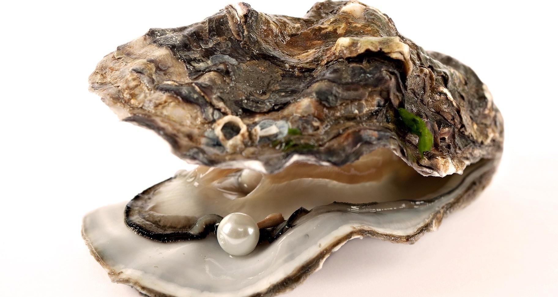 Oyster Wallpaper. Oyster Mushroom