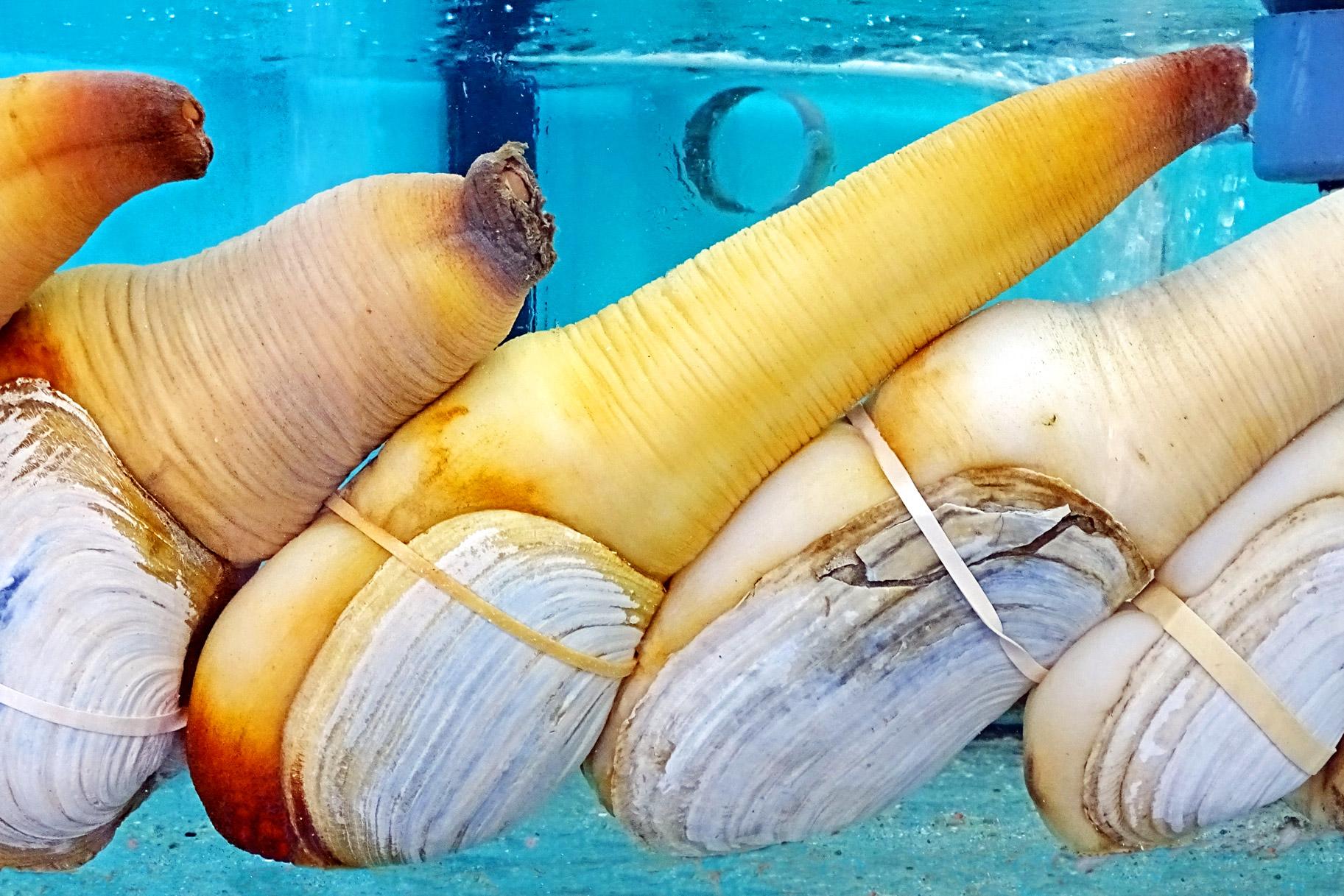 What Is Geoduck How to Prepare Cook Phallic Clam. Style