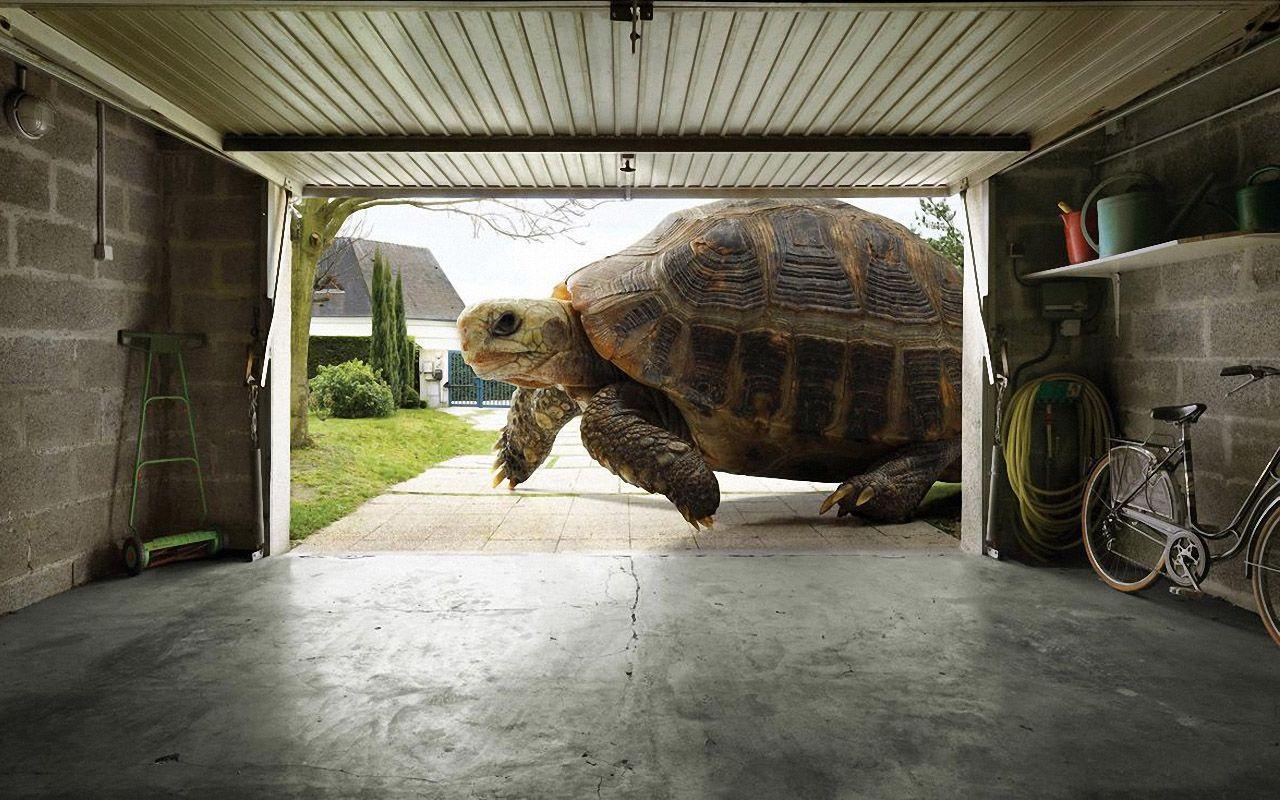 Huge Tortoise Wallpaper